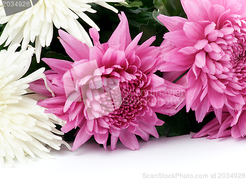 Image of Chrysanthemum