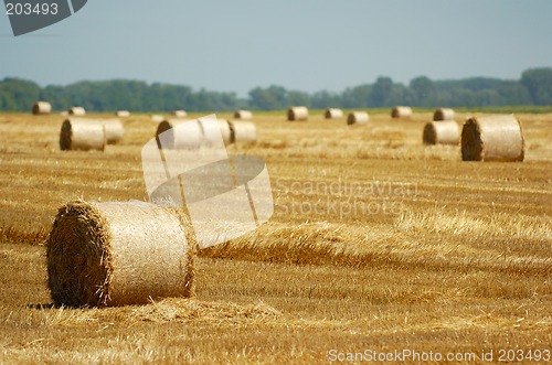 Image of Round hay bales