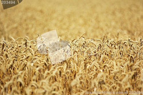 Image of Field of ripe wheat