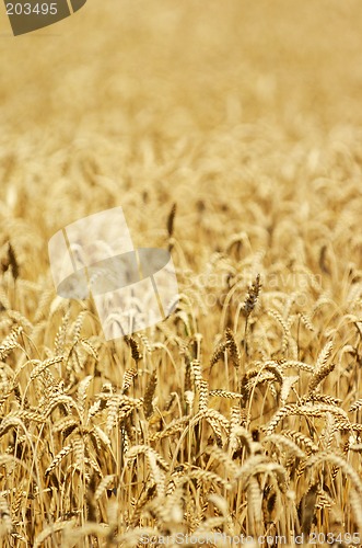 Image of Field of ripe wheat