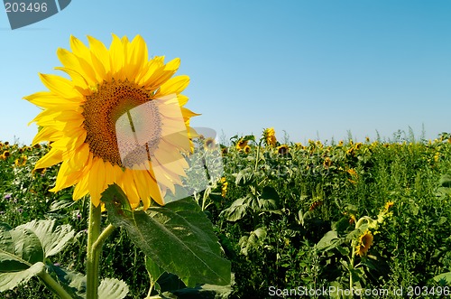 Image of Sunflower face