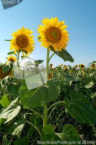 Image of Sunflower faces