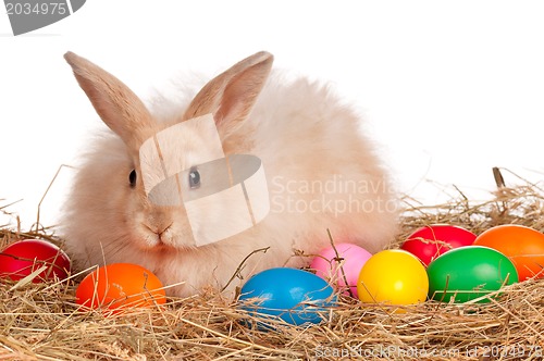 Image of Rabbit with Easter eggs