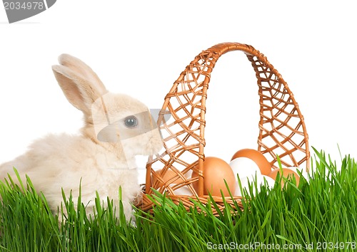 Image of Rabbit in grass