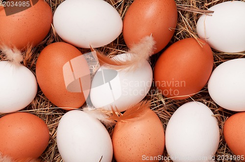 Image of Eggs in nest