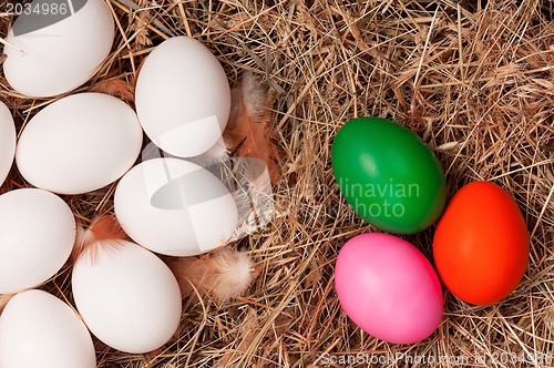 Image of Eggs in nest