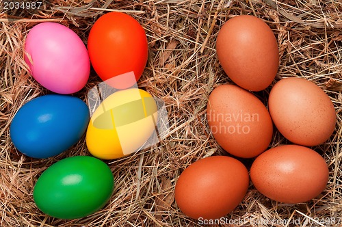 Image of Eggs in nest