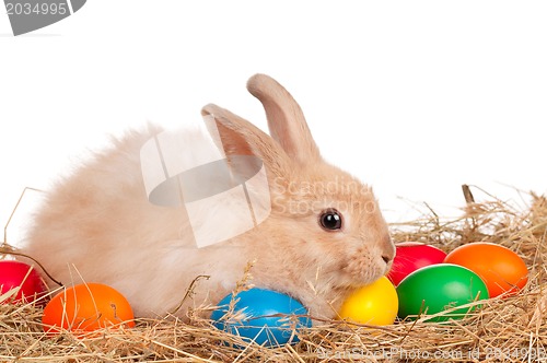 Image of Rabbit with Easter eggs