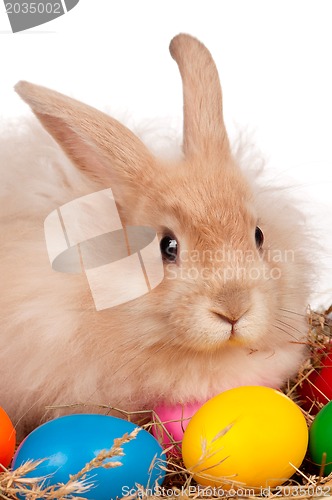 Image of Rabbit with Easter eggs