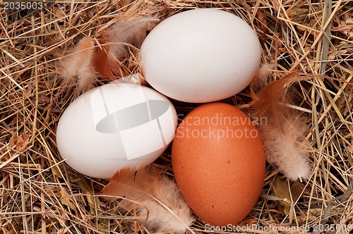 Image of Eggs in nest