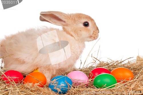 Image of Rabbit with Easter eggs