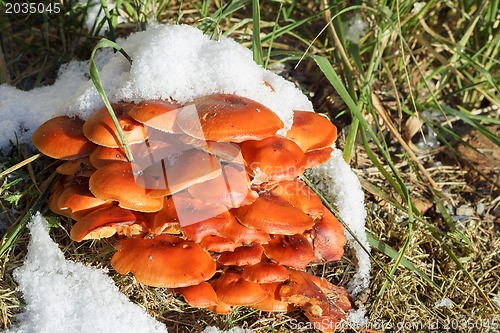 Image of autumn mushroom with snow