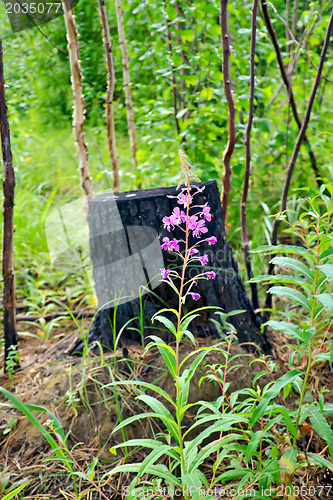 Image of Fireweed amid charred stump