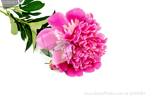 Image of Peony pink with leaves