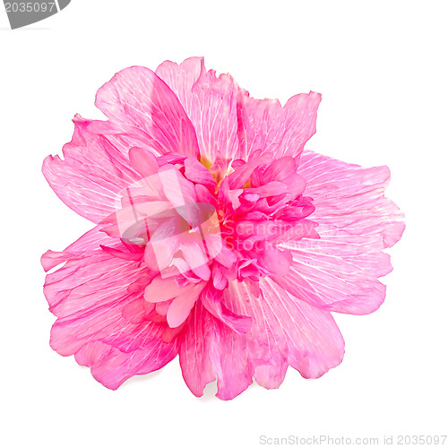 Image of Mallow pink