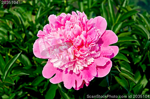Image of Peony pink in the garden