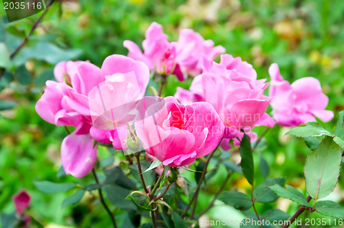 Image of Rose pink bush