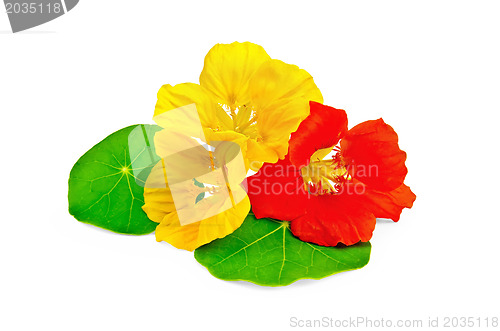 Image of Nasturtium yellow and red with leaf