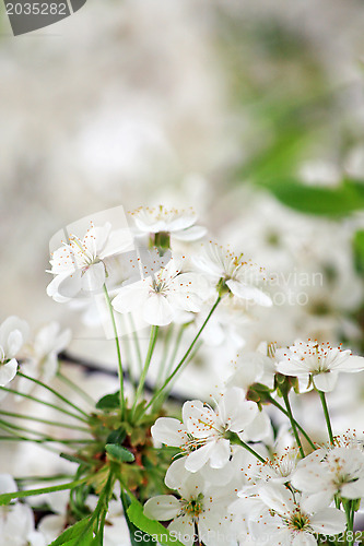 Image of Spring blossoms