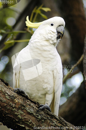 Image of white parrot