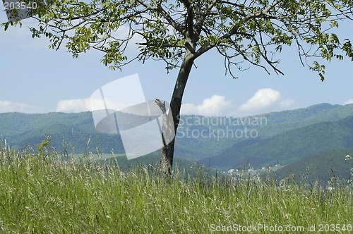 Image of isolated tree