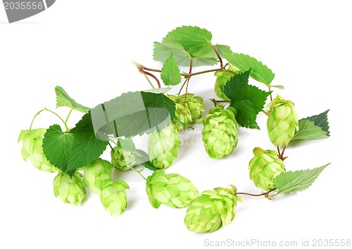 Image of Blossoming hop on white background