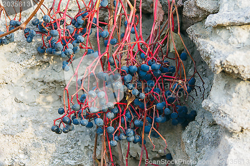 Image of wild vines against the wall