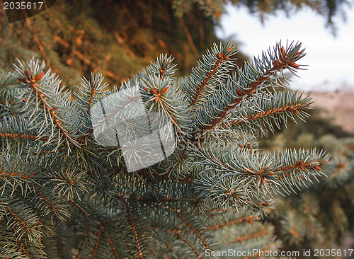 Image of fir branch at sunset