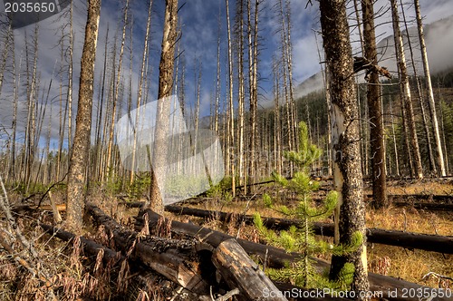 Image of Forest Fire Banff Canada