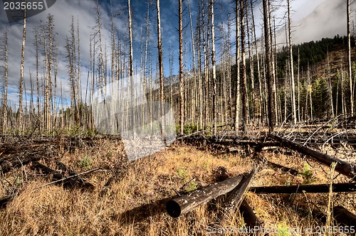 Image of Forest Fire Banff Canada