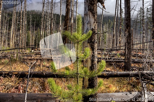 Image of Forest Fire Banff Canada