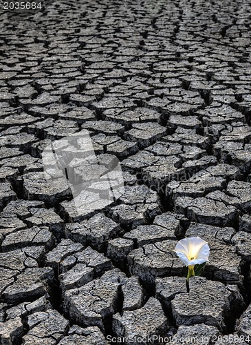 Image of Dried up River Bed