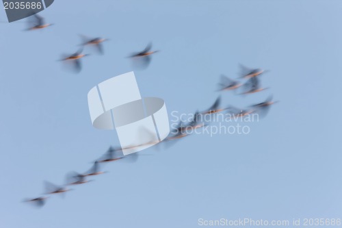 Image of Panned image of birds cormorant