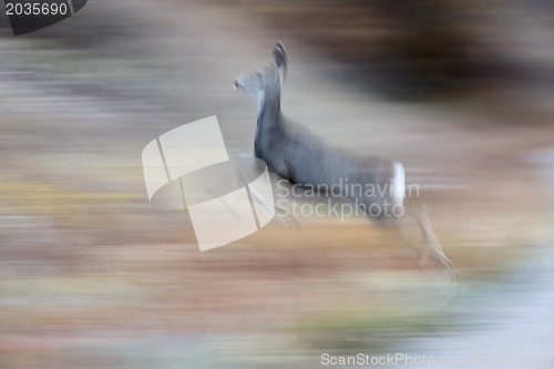 Image of Deer on the run