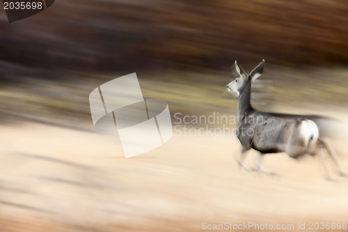 Image of Deer on the run