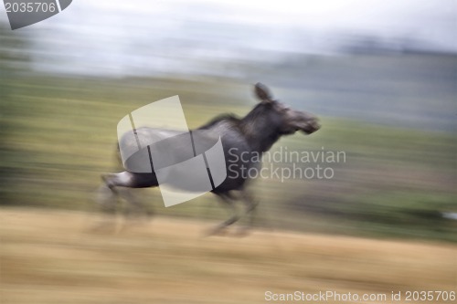 Image of Moose on the run