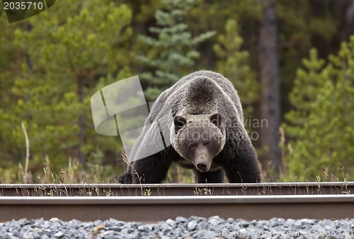 Image of Wild Grizzly Bear