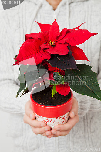 Image of Christmas star poinsettia