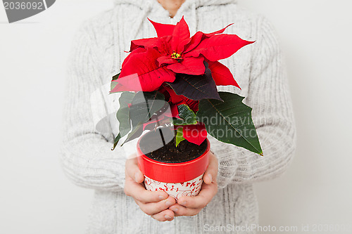 Image of Christmas star poinsettia