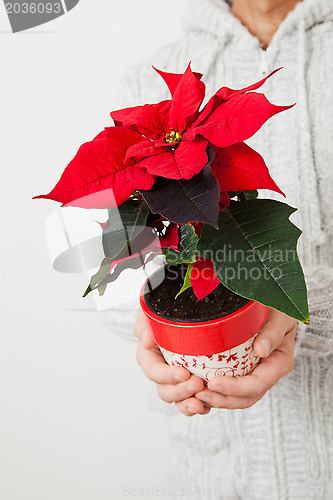 Image of Christmas star poinsettia