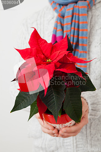 Image of Christmas star poinsettia