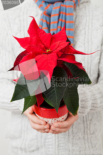 Image of Christmas star poinsettia