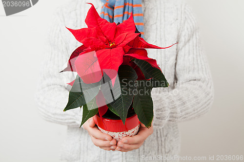 Image of Christmas star poinsettia