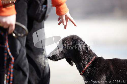 Image of Dog and trainer