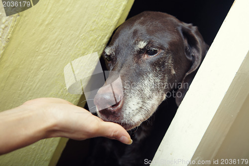 Image of Domesticating dog