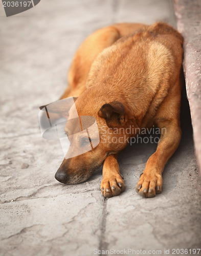 Image of Homeless dog on the pavement