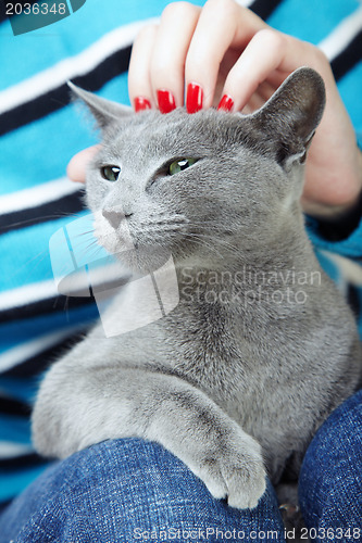 Image of Human hand stroking cat