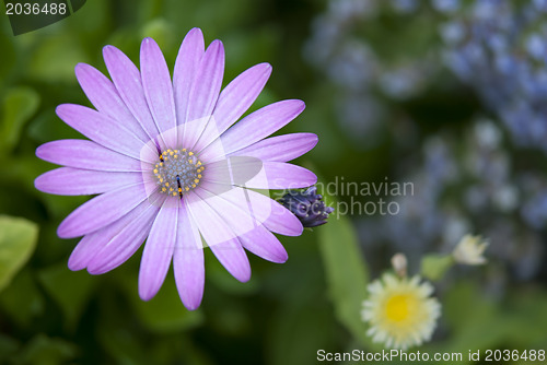 Image of Purple Daisy 