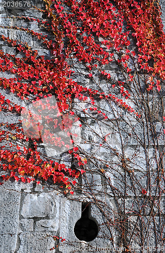 Image of Red Plant on Medieval Wall