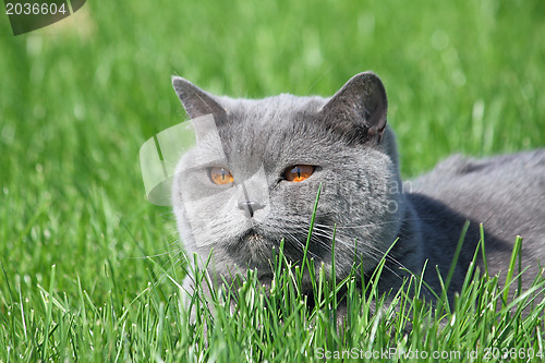 Image of Grey british cat in the grass